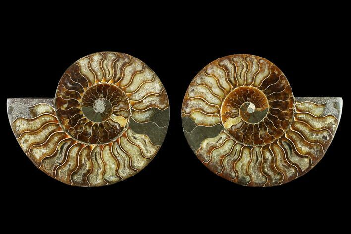 Agatized Ammonite Fossil - Beautiful Preservation #129996